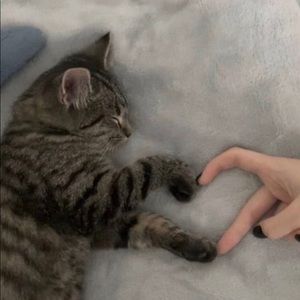 Meet your Posher, Laney